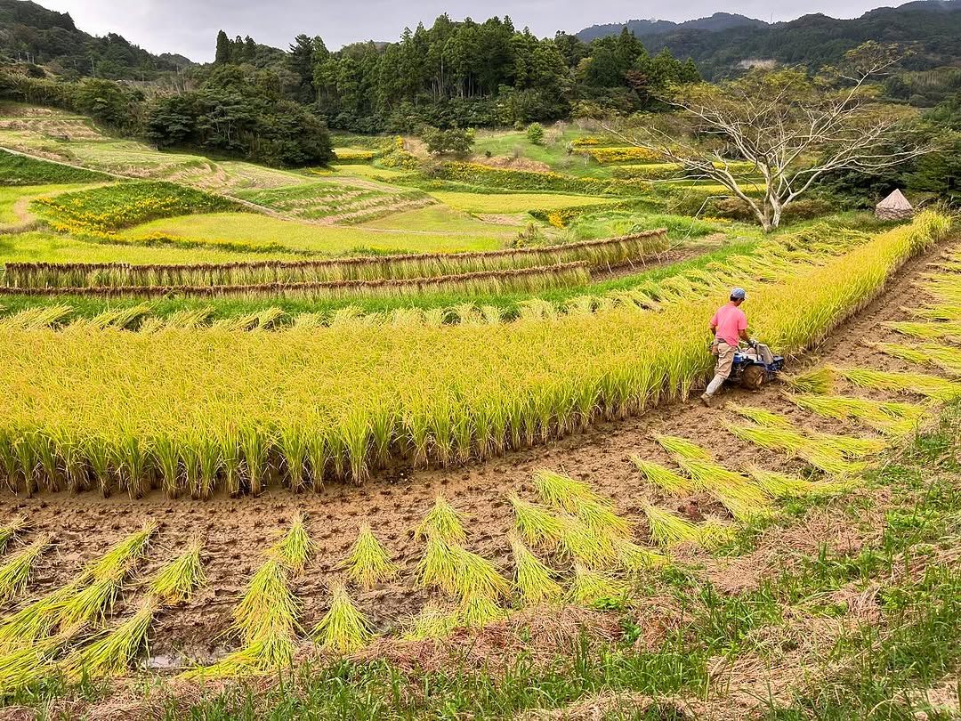 so sari queen terraced rice paddy